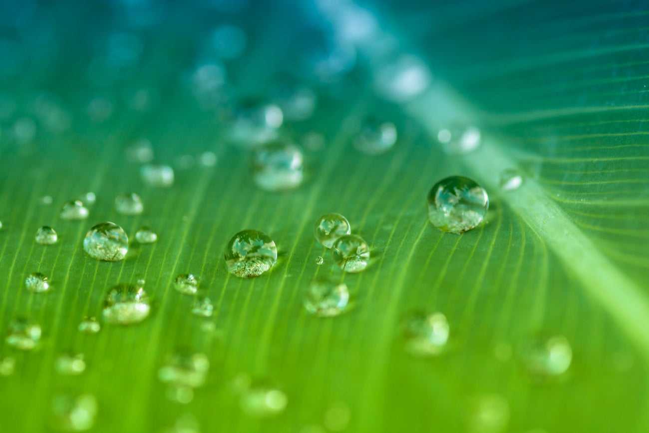 raindrops on leaf environmental conscious
