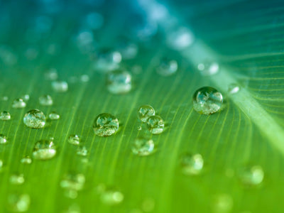 raindrops on leaf environmental conscious