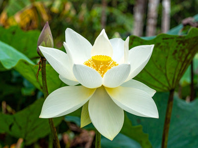 Luxury, Illusion, and Reality: What The White Lotus Teaches Us About Guest Perception