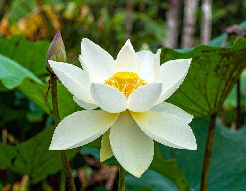 Luxury, Illusion, and Reality: What The White Lotus Teaches Us About Guest Perception